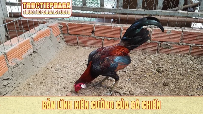 Bản lĩnh kiên cường của gà chiến