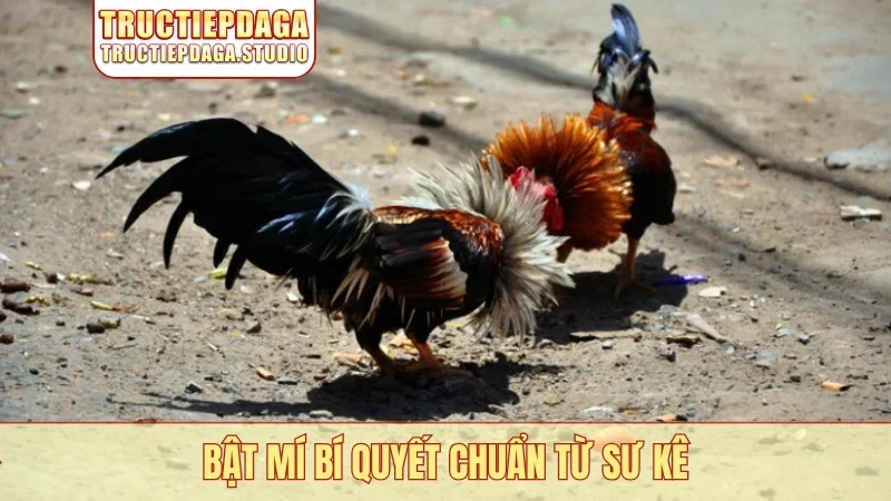 Bật mí bí quyết chuẩn từ sư kê