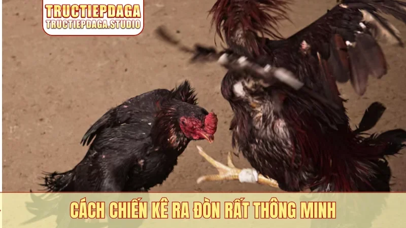 Cách chiến kê ra đòn rất thông minh