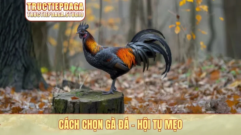 Cách chọn gà đá