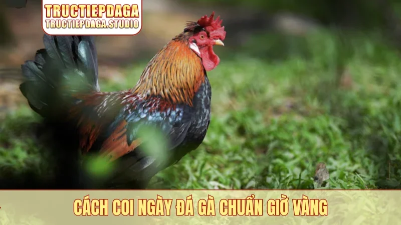 Cách coi ngày đá gà chuẩn giờ vàng