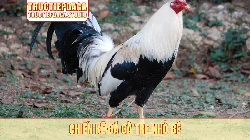 Chiến kê đá gà tre nhỏ bé