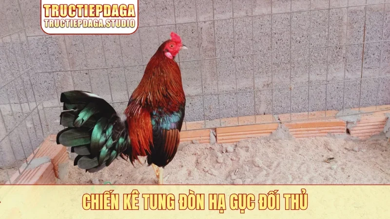 Chiến kê tung đòn hạ gục đối thủ
