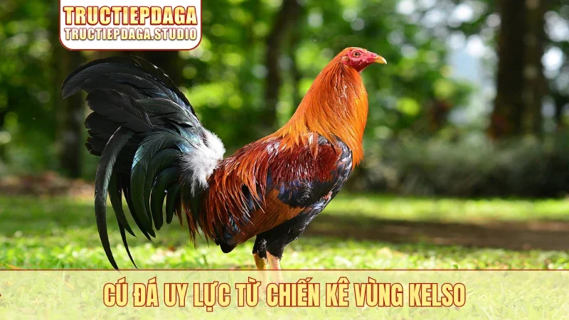 Cú đá uy lực từ chiến kê vùng Kelso