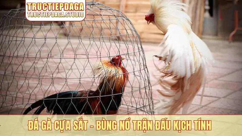 Đá gà cựa sắt