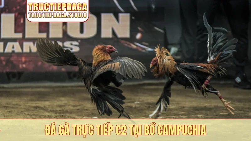 Đá gà trực tiếp C2