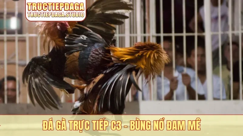 Đá gà trực tiếp C3