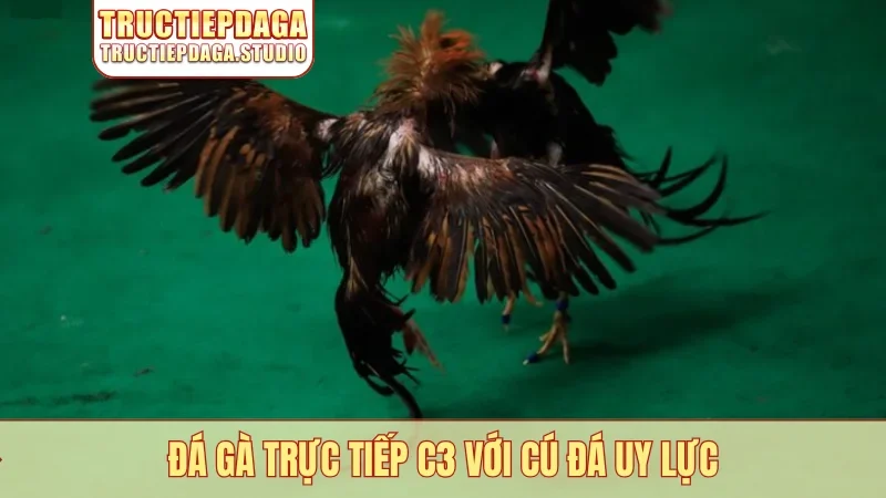 Đá gà trực tiếp C3 với cú đá uy lực