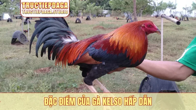 Đặc điểm của gà Kelso hấp dẫn
