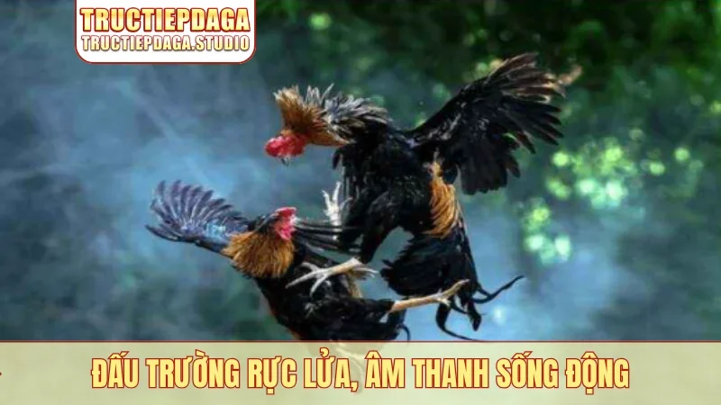 Đấu trường rực lửa, âm thanh sống động