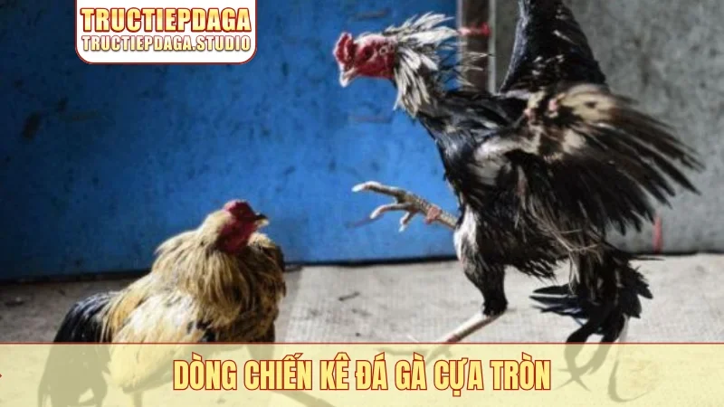 Dòng chiến kê đá gà cựa tròn