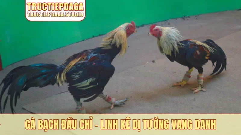 Gà bạch đầu chỉ