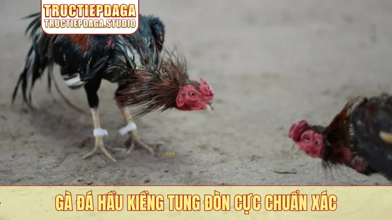 Gà đá hầu kiềng tung đòn cực chuẩn xác