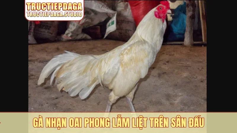 Gà Nhạn oai phong lẫm liệt trên sân đấu