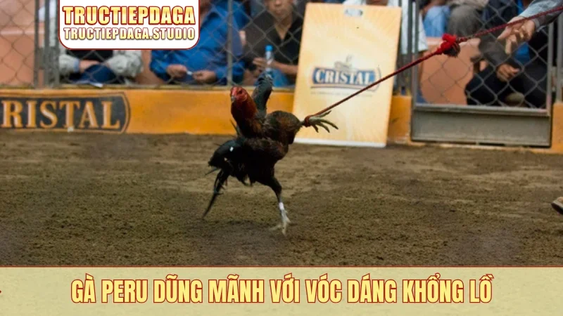 Gà Peru dũng mãnh với vóc dáng khổng lồ