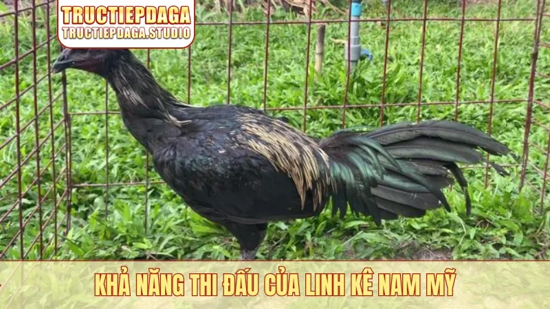 Khả năng thi đấu của linh kê Nam Mỹ