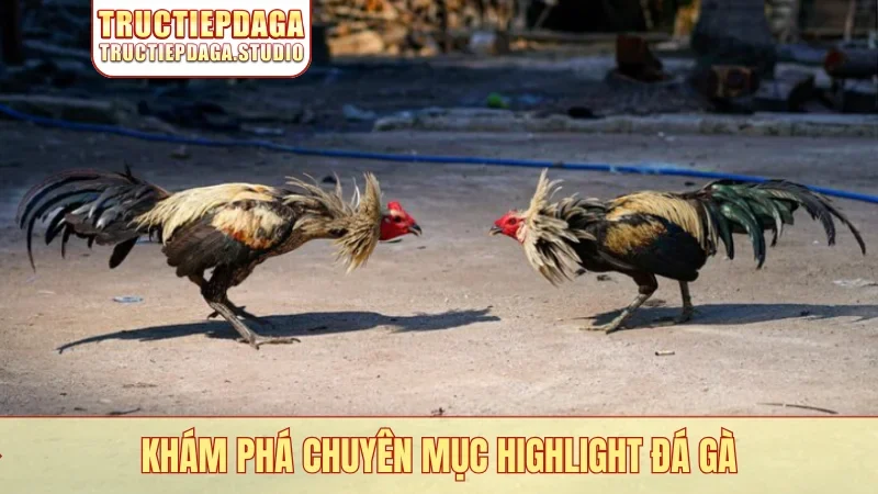 Khám phá chuyên mục highlight đá gà