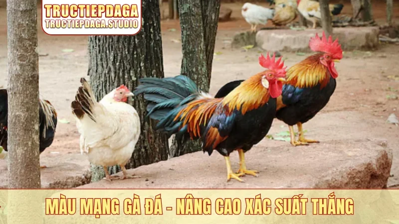 Màu mạng gà đá