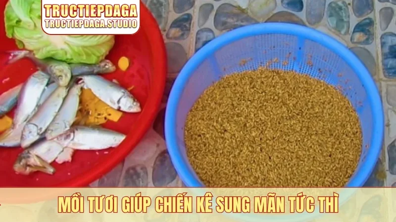Mồi tươi giúp chiến kê sung mãn tức thì