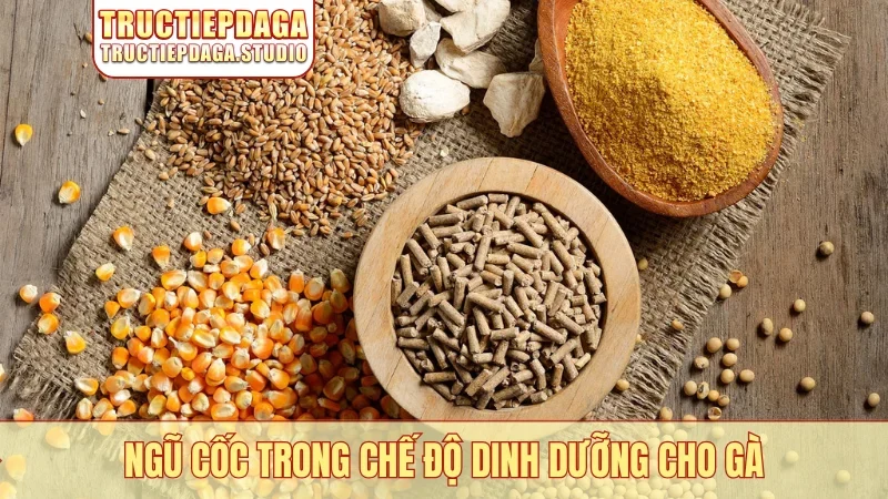 Ngũ cốc trong chế độ dinh dưỡng cho gà
