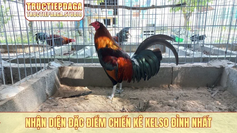 Nhận diện đặc điểm chiến kê Kelso đỉnh nhất