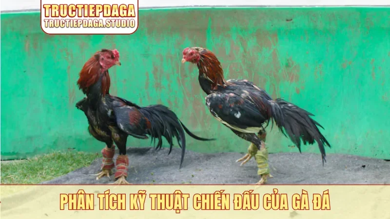 Phân tích kỹ thuật chiến đấu của gà đá