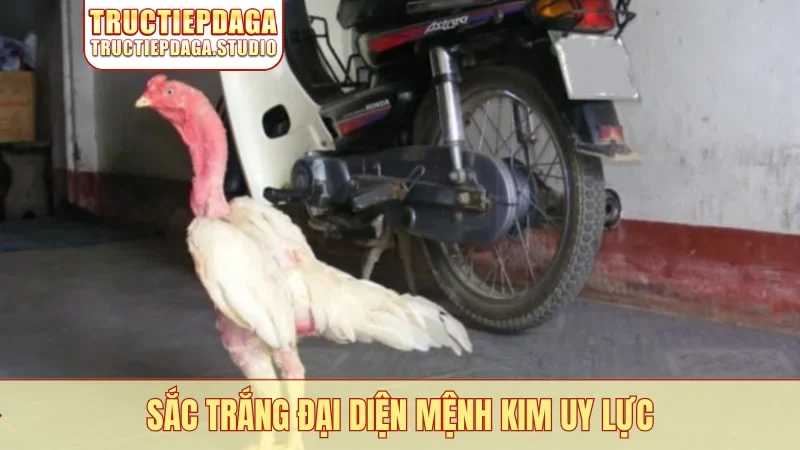 Sắc trắng đại diện mệnh Kim uy lực