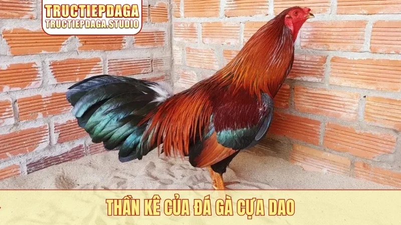 Thần kê của đá gà cựa dao