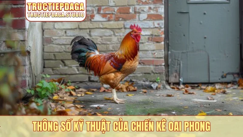 Thông số kỹ thuật của chiến kê oai phong