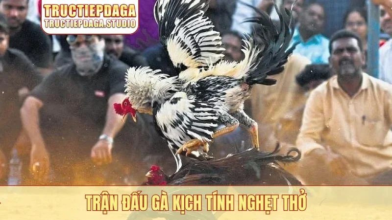 Trận đấu gà kịch tính nghẹt thở