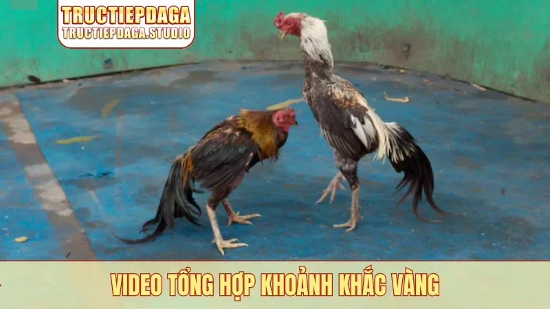 Video tổng hợp khoảnh khắc vàng