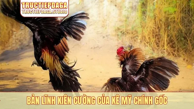 Bản lĩnh kiên cường của kê Mỹ chính gốc