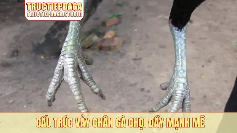 Cấu trúc vảy chân gà chọi đầy mạnh mẽ