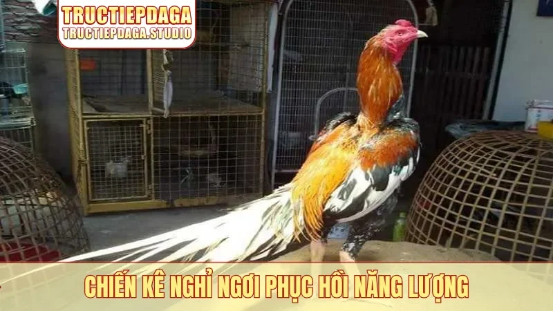 Chiến kê nghỉ ngơi phục hồi năng lượng