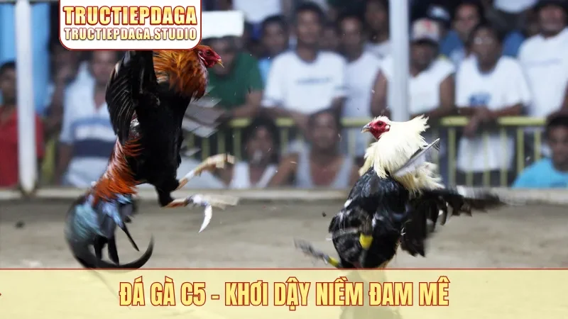 Đá gà C5