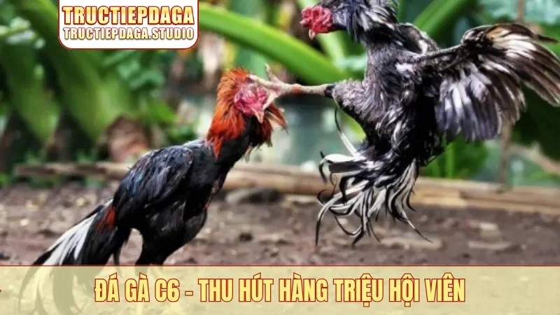 Đá gà C6