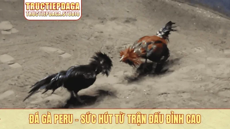 Đá gà Peru