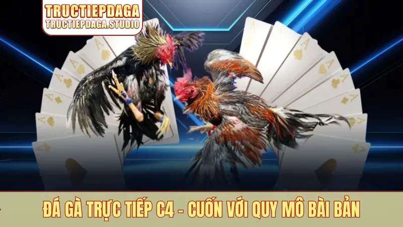 Đá gà trực tiếp C4