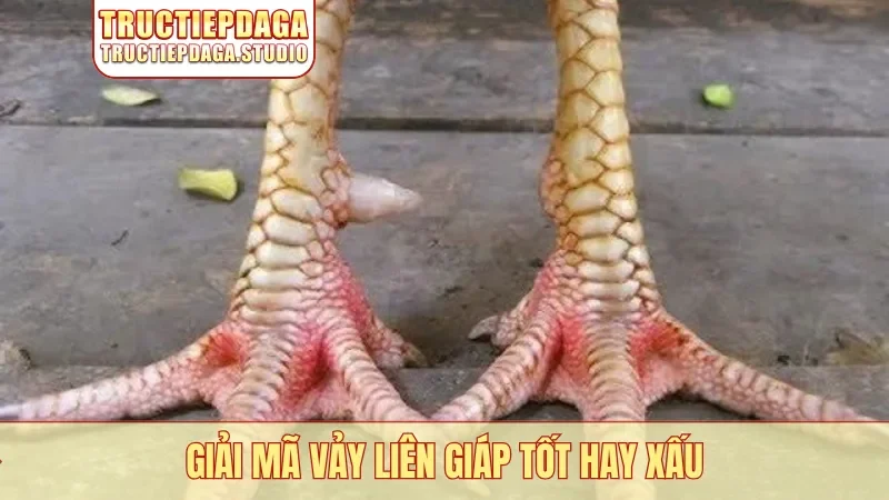 Giải mã vảy Liên Giáp tốt hay xấu