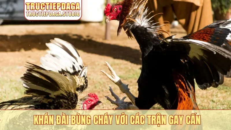 Khán đài bùng cháy với các trận gay cấn