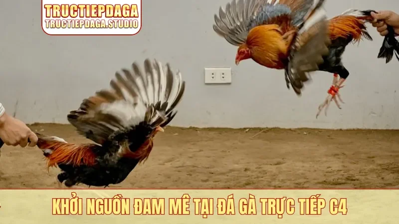 Khởi nguồn đam mê tại đá gà trực tiếp C4