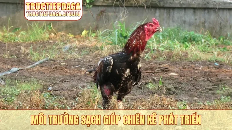 Môi trường sạch giúp chiến kê phát triển