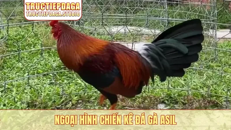 Ngoại hình chiến kê đá gà Asil