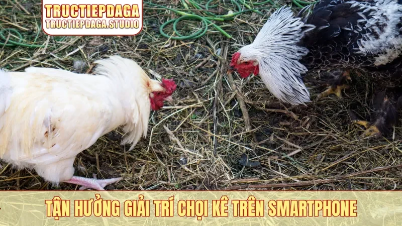 Tận hưởng giải trí chọi kê trên smartphone