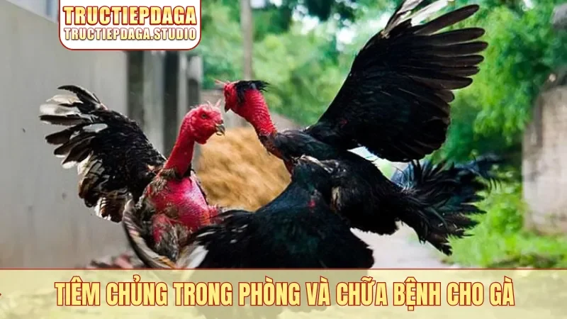 Tiêm chủng trong phòng và chữa bệnh cho gà