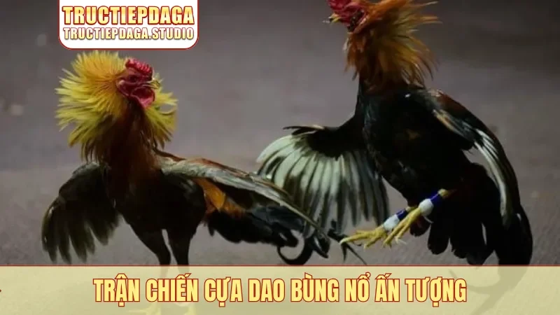 Trận chiến cựa dao bùng nổ ấn tượng