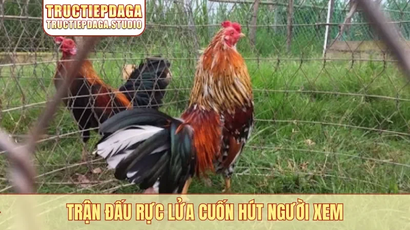 Trận đấu rực lửa cuốn hút người xem