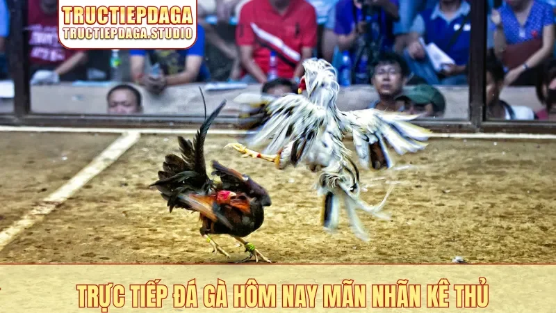 Trực tiếp đá gà hôm nay mãn nhãn kê thủ