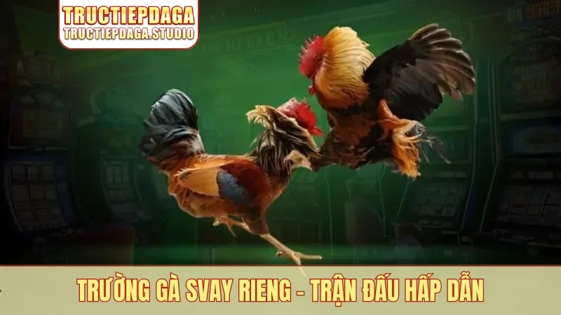 Trường gà Svay Rieng