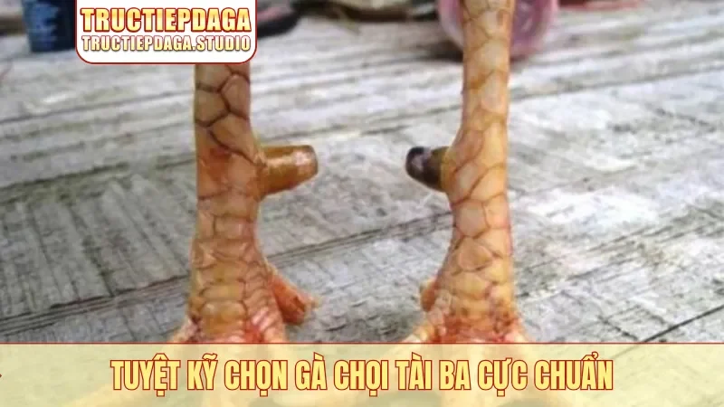 Tuyệt kỹ chọn gà chọi tài ba cực chuẩn